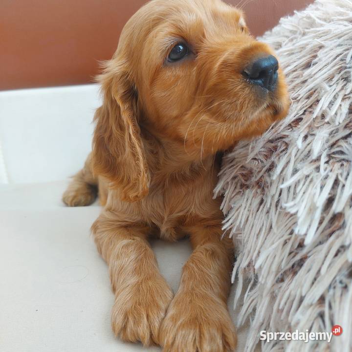 Cocker spaniel angielski suczka złota lubelskie Moroczyn