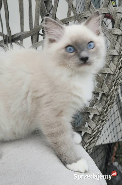 Ragdoll blue mitted Szczecin