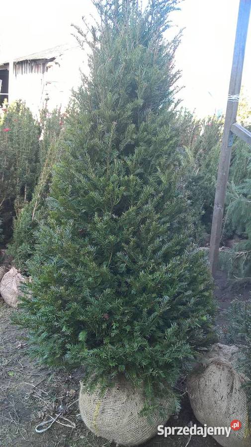 Mega Ładny Gotowy Żywopłot Cis Mszczonów