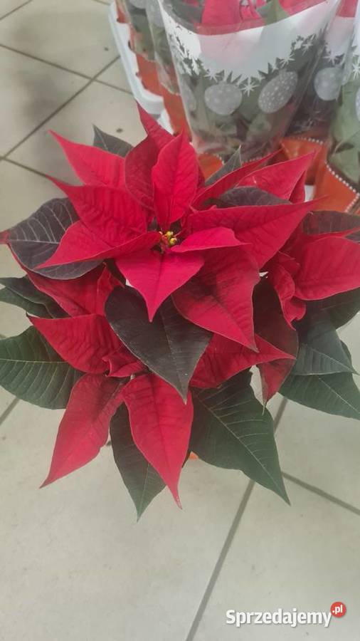 CHOINKA POD DRZWI Swierk Srebrny 140160 doniczka Iglaste Rydzyny