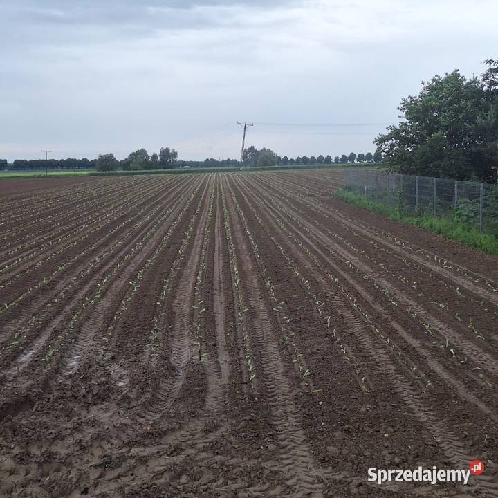 Sadzarka do warzyw rozsady checchi magli nie nieuszkodzony Sieradz
