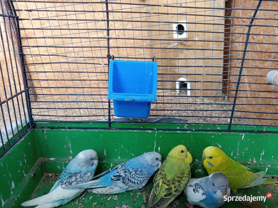 Sprzedam papugi faliste Bogacica