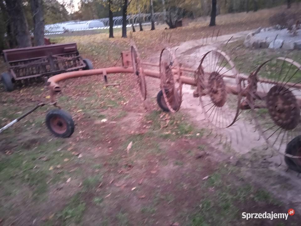 Sprzedam słoneczko 5
