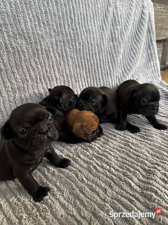 Rezerwacja opolskie Brzeg