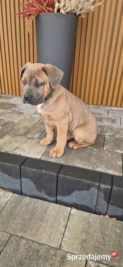 Cane Corso rodowodowe