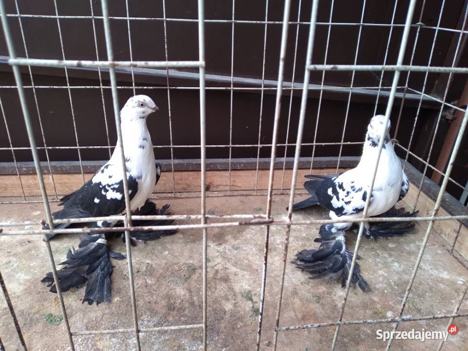 Widyn polski czarny mazowieckie Mińsk Mazowiecki