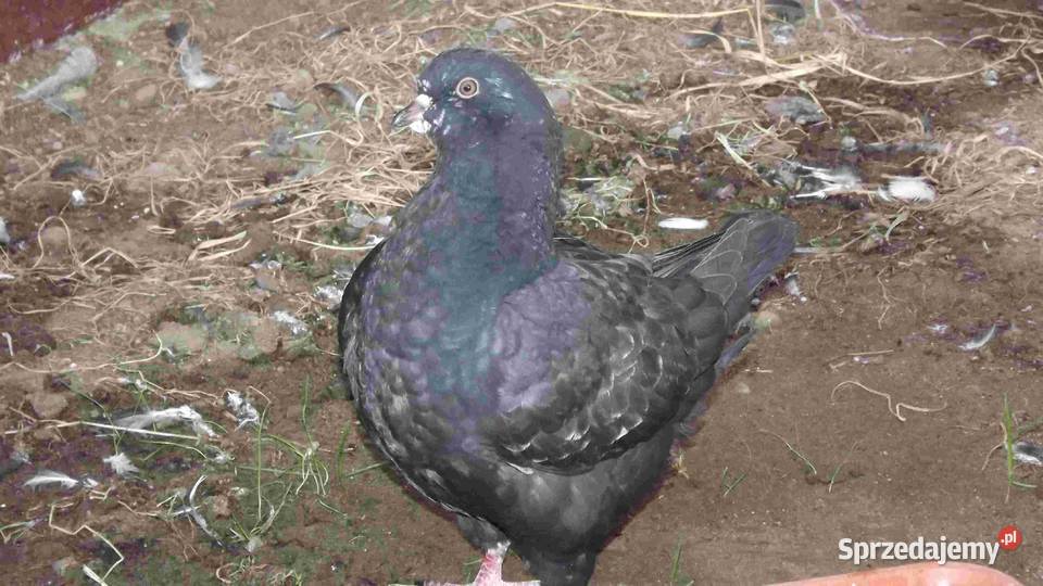 sprzedam gołębie