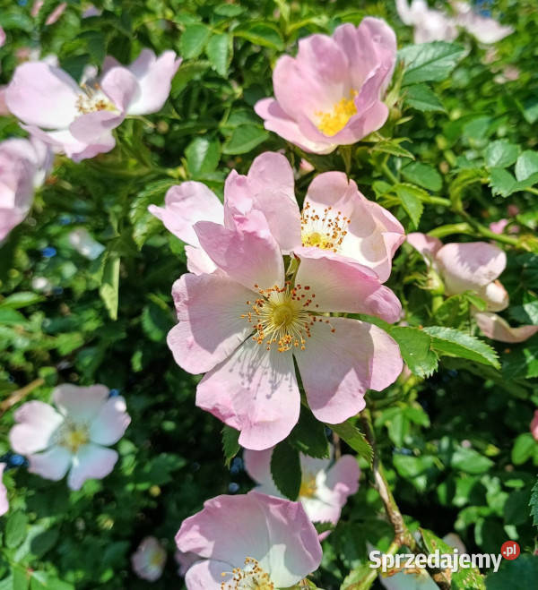 DZIKA RÓŻA Rosa canina NASIONA 500 sztuk 10g Lubanie sprzedam
