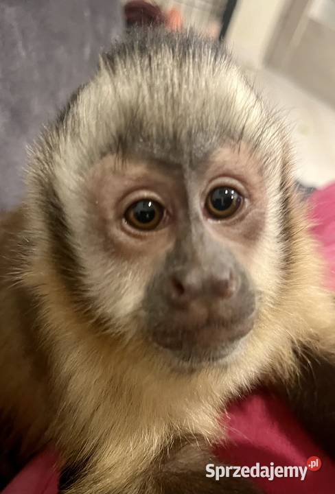 Małpa kapucynka czubata samiec Pozostałe Krosno Odrzańskie sprzedam