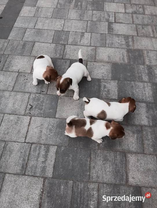 Jack Russell Terrier suczka łódzkie Grabów