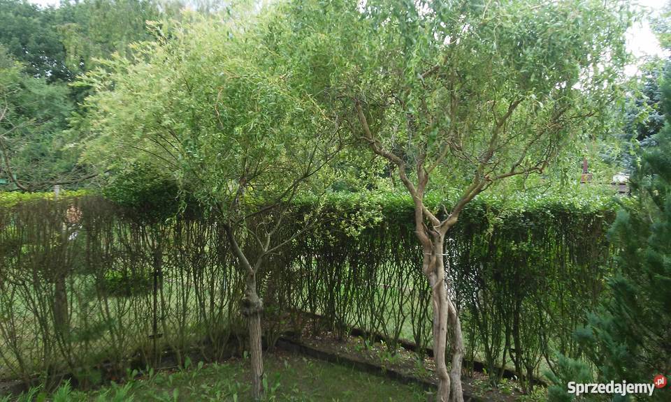 Sprzedam działkę ROD 115 Ogród Poznań sprzedam