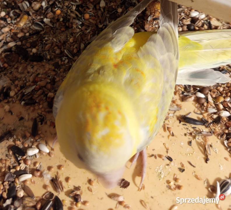 Świergotka samica 2025 wielkopolskie Środa Wielkopolska