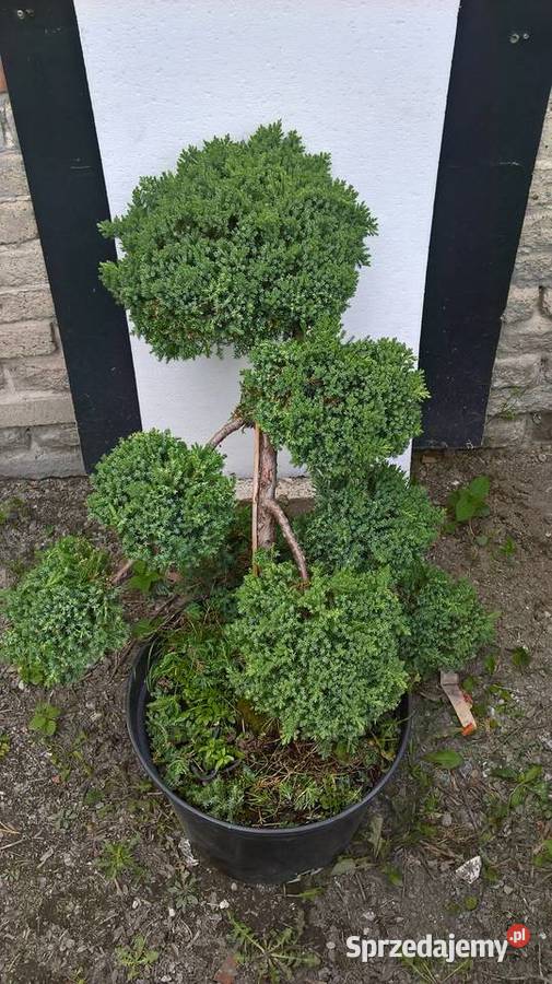 Ogrodowe Bonsai Formowane Iglaki Mszczonów