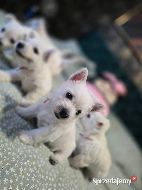 West Highland White Terrier szczeniaki Szczecin