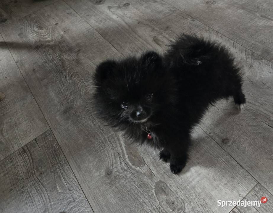 Pomeranian szpic miniaturowy Tarnów sprzedam