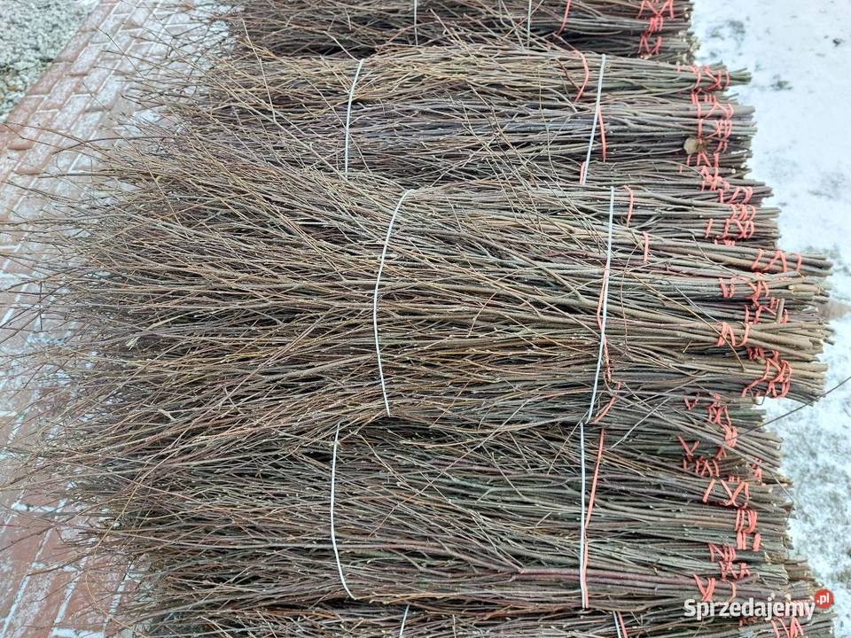 Sprzedam galazki brzozy Kleczew sprzedam