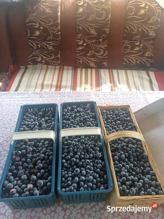Borówka amerykańska Mielec sprzedam