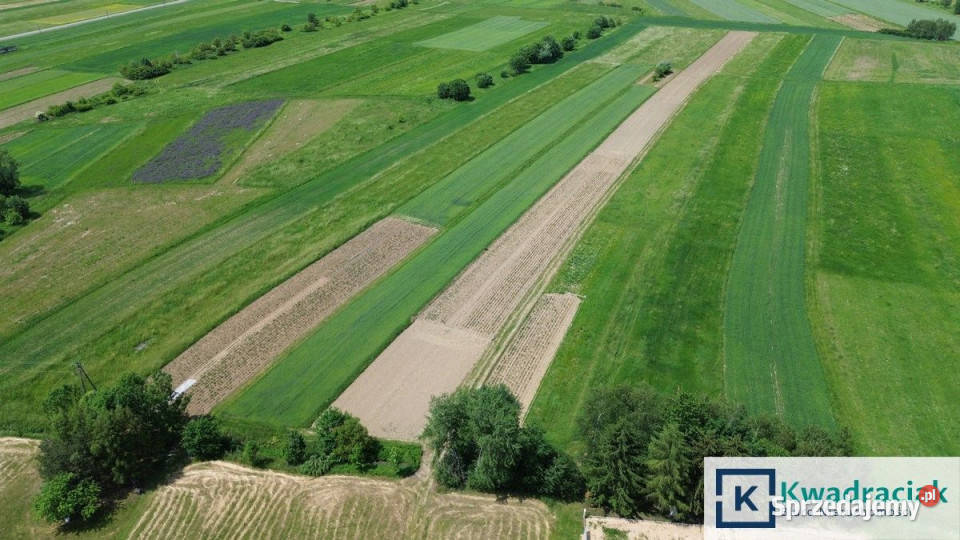 Grunt Kłodawa 2516m2 sprzedam