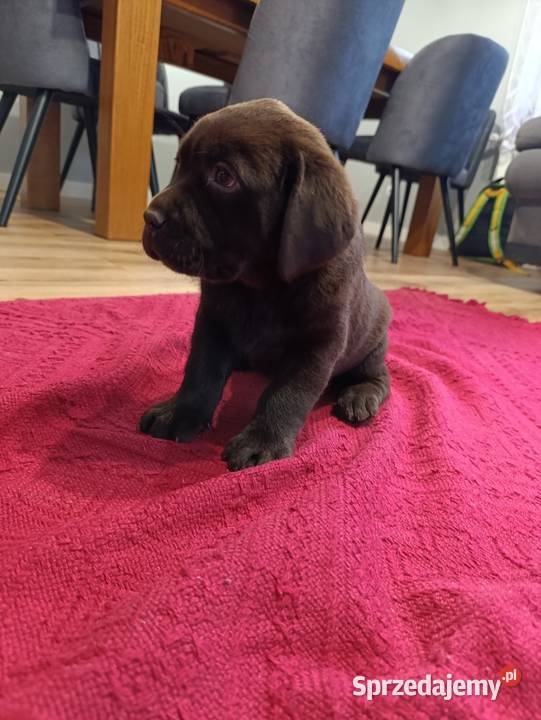pieski Labrador czekoladowy i czarny Tarnów