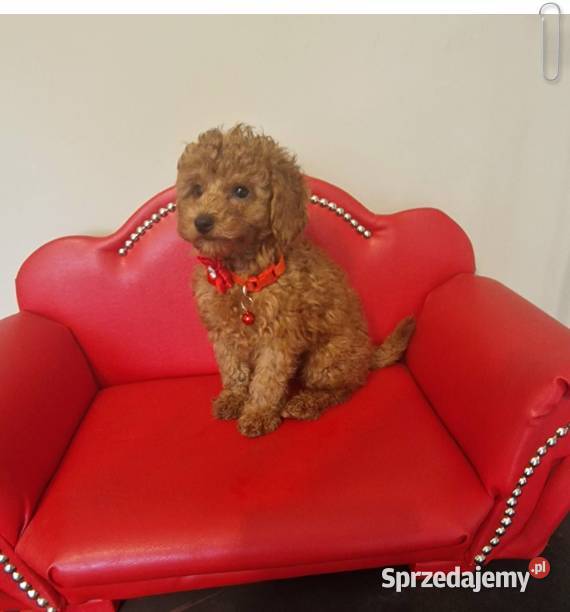 Pudel Toy redpudelek suczka Pozostałe Częstochowa