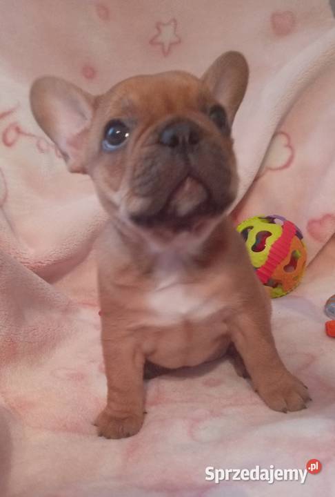 Buldog francuski sprzedam