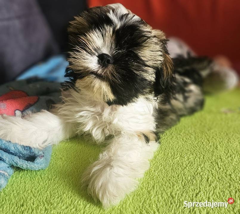 Shih Tzu chłopcy Shih Tzu Częstochowa