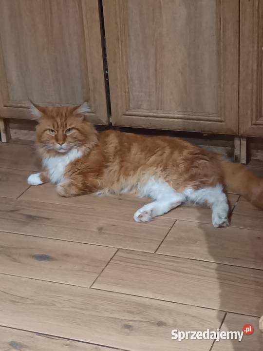Kotka jedną szylkretka druga ruda Maine coon z świętokrzyskie