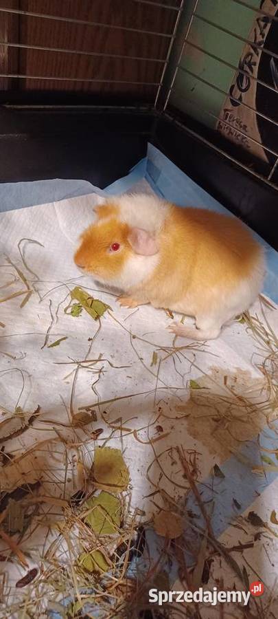 TEDDY DWIE ŚWINKI MORSKIE SAMCZYKI 55MIESIECZNE Luboń