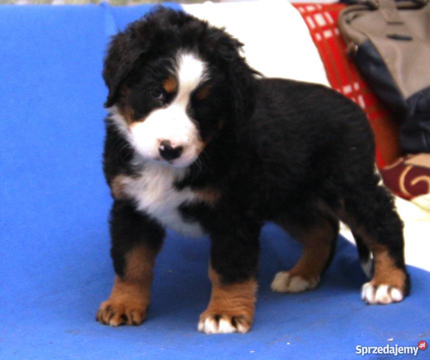 Reproduktor Berneński Pies Pasterski krycie