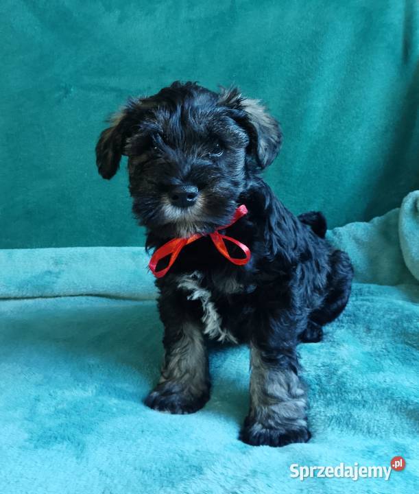 sznaucer miniaturowy Gniew