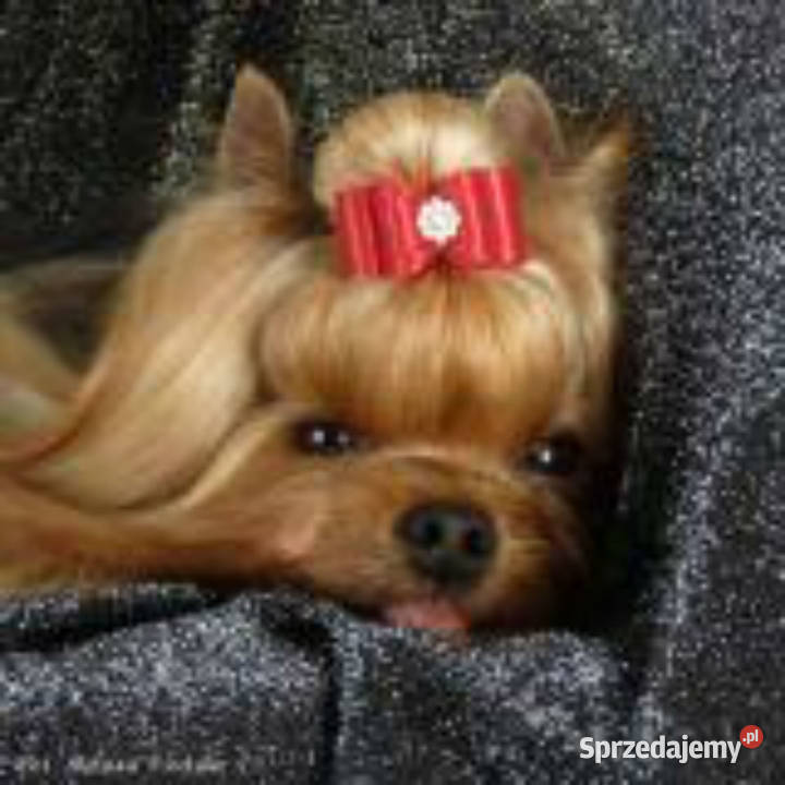 York yorkshire terrier MINI MICRO CUDEŃKA Kraków