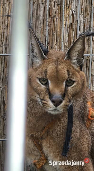 Karakal stepowy łąc Caracal caracal piękna Katowice