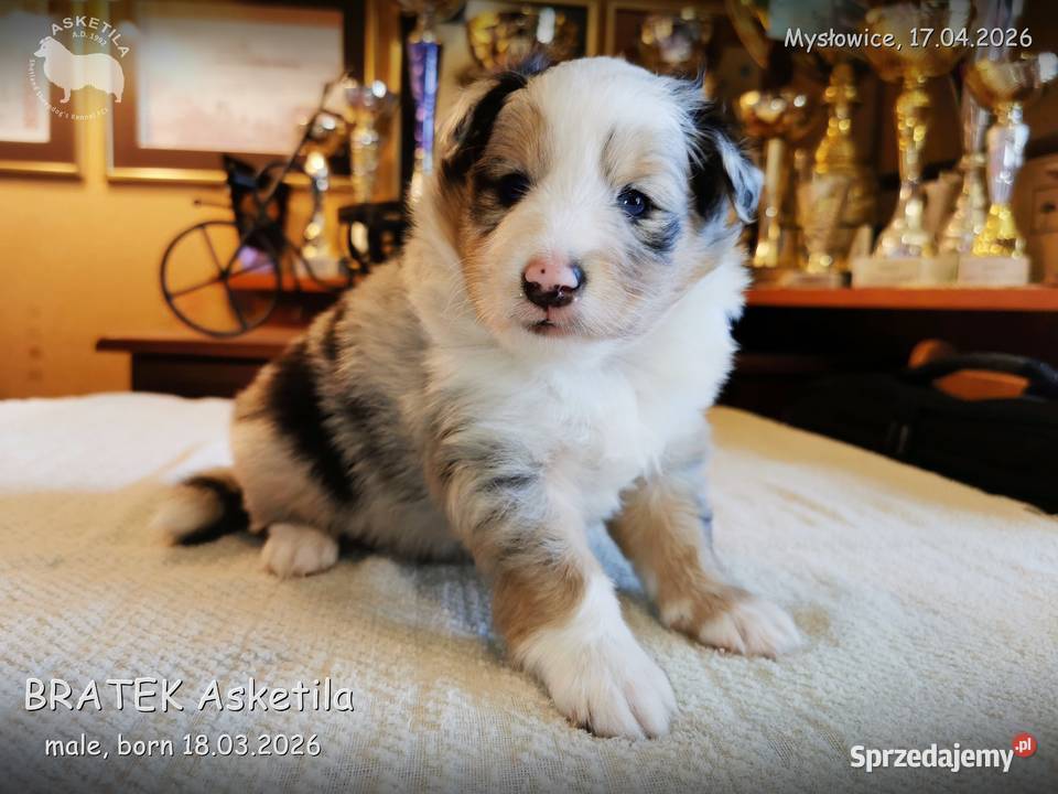 Owczarek szetlandzki szczenię na sprzedaż Owczarek