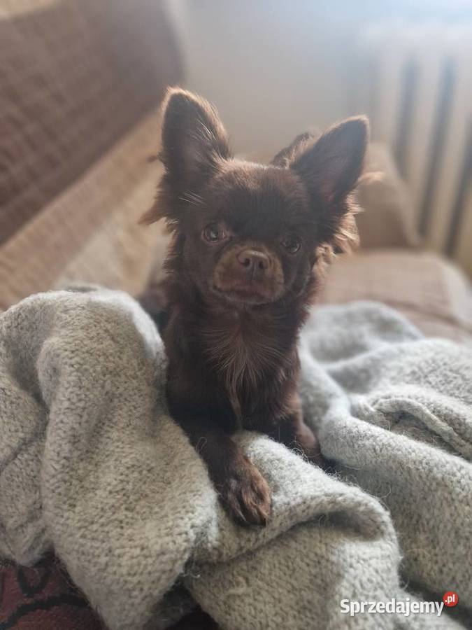 Piekny reproduktor Chihuahua długowłosy wielkopolskie Piła usługi dla zwierząt