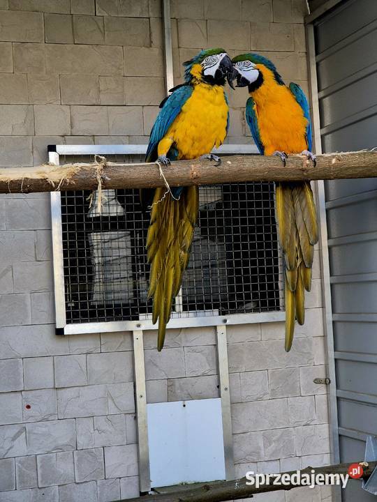 Ara Ararauna dorosłe ptaki Rakoniewice