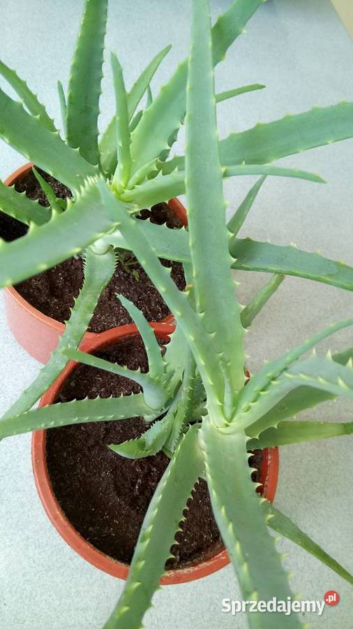 Aloes leczniczy Warszawa sprzedam