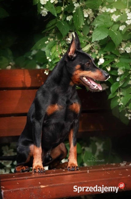 Pinczer Miniaturowy ZKwP FCI szczenięta Wrocław