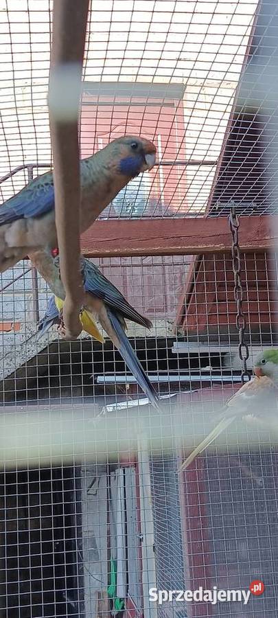 Rozela królewska papugi Jaworzno
