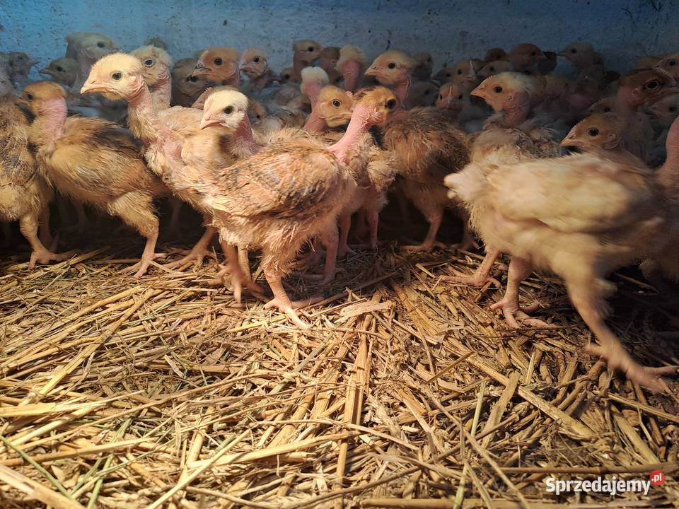 GĘSI kołudzkie białe suwalskie landes kubańskie Radwan
