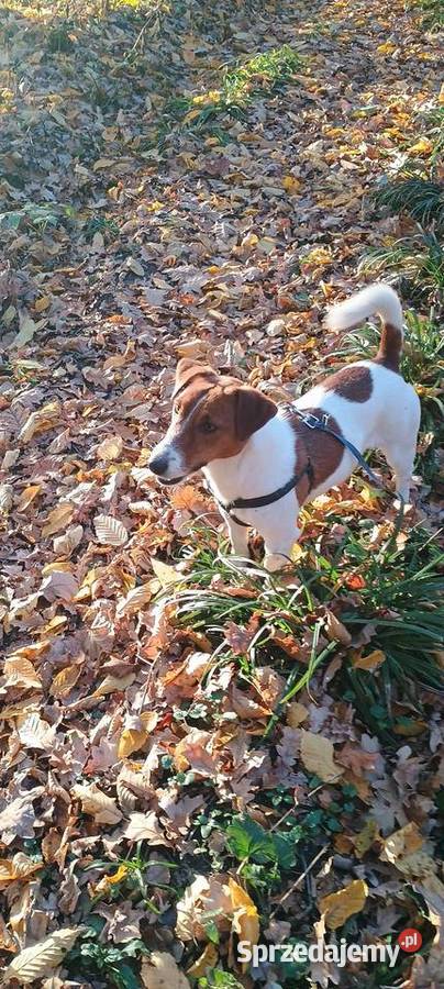 Jack Russell terrier Kraków