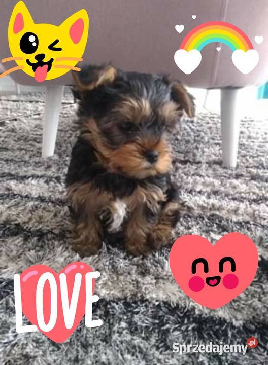York Yorkshire terrier śliczne szczeniaki świętokrzyskie Kielce sprzedam