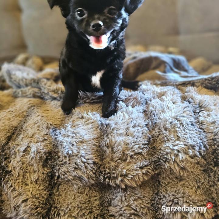 Chihuahua Słodki Blaki szuka nową rodzinkę zachodniopomorskie sprzedam