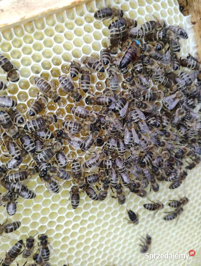 Odkłady pszczele Pszczelarstwo Delastowice sprzedam