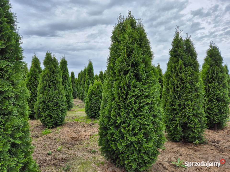 Tuje szmaragd 250 i wyższe sadzimy transport mazowieckie
