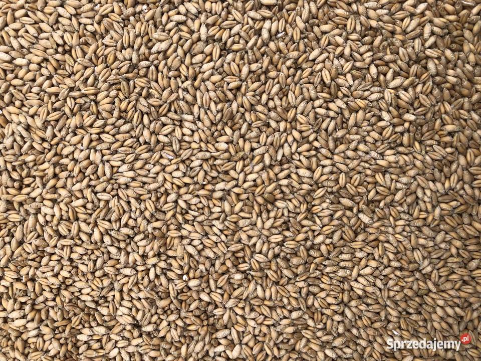 Pszenżyto Tadeus 2024 Rudniki