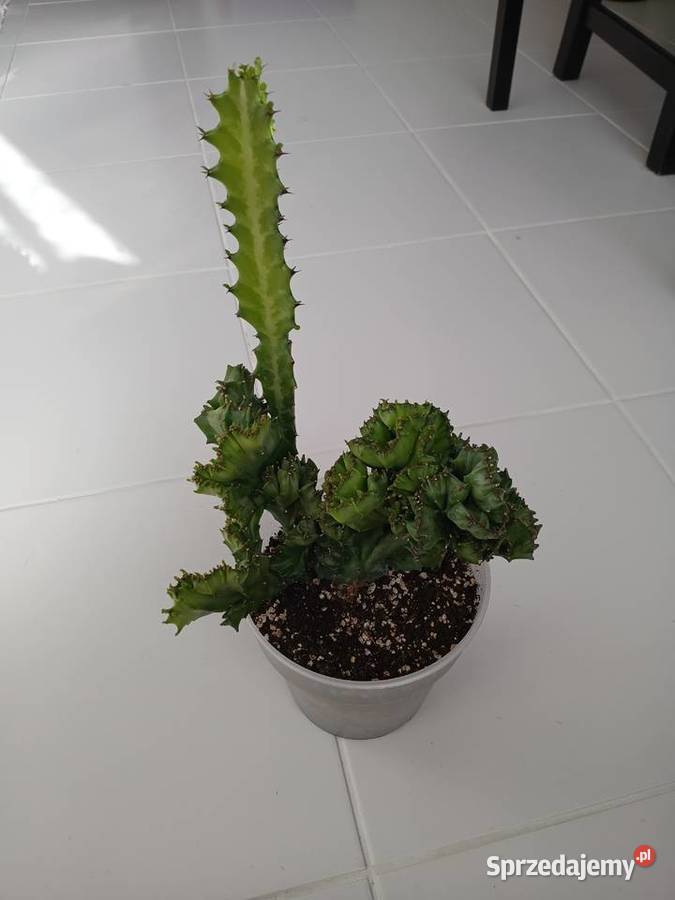 Euphorbia lactea cristata green kolekcjonerski Częstochowa