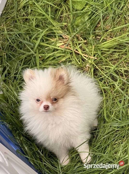 Szpic miniaturowypomeranian Zrębice