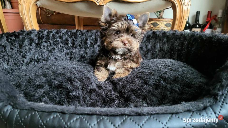 Yorkshire terrierYork Chocolate Kobysewo sprzedam