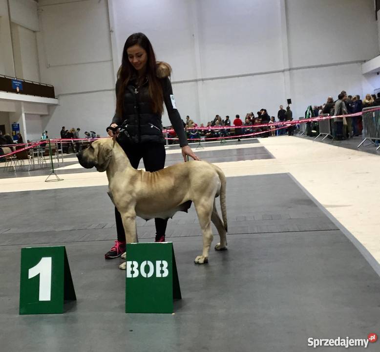 Fila Brasileiro czystej krwii rodzice z medalami Bełchatów