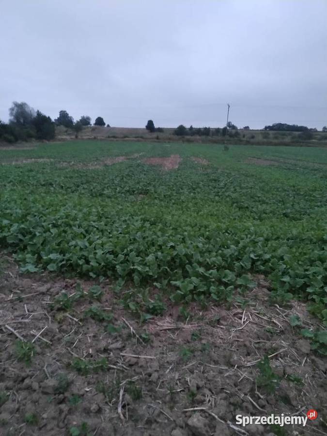 Działka w Starym Wielisławiu dolnośląskie Stary Wielisław sprzedam